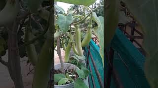 வழுதலங்காய்😅🤤 green long brinjal garden maadithottam nature plants trending brinjal shorts [upl. by Yboc]