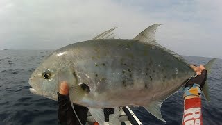 Yellowspotted Trevally on the kayak with TACKLE HOUSE TAI JIG SLIM 40g [upl. by Jehial]