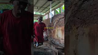 Trembesi wood from the Anker forest in Mojokerto at a sawmill sawmillindonesia american [upl. by Atenek]