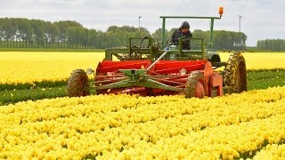 Fendt F 231 GT  Tulpen koppen  Topping tulips in Holland [upl. by Kessler]