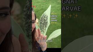 Gnats amp Fungal gnat larvae on plant leaves garden gardening pests fungalgnats gnat larvae [upl. by Heber]