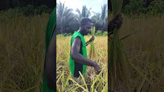 Rice panicle harvesting shorts [upl. by Erelia]