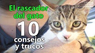 GATO El rascador del gato 10 consejos y trucos [upl. by Ecnerat941]