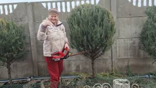 Обрізаю хвойні рослини та декоративні кущі I cut coniferous plants and decorative bushes [upl. by Calore]