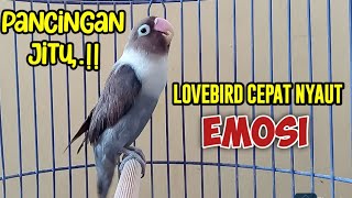 SUARA LOVEBIRD NGEKEK PANJANG TERAPI AMPUH BUAT LOVEBIRD MACET MALAS BUNYI JADI CEPAT PANAS GACOR [upl. by Garson]