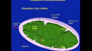 Role of Frataxin and Mitochondrial Dysfunction in Friedreichs Ataxia 1 of 13 [upl. by Akenal]