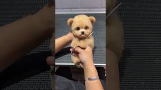 Whose teddy bear is this It’s so cute and so cute that it exploded Cute pet daily record Champag [upl. by Aehsrop]