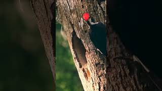 pileated woodpecker pecking wood  Woodpeckers babies woodpecker bird short [upl. by Marlen]