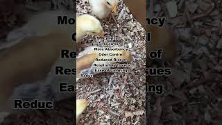 Benefits Of Wood Shavings as bedding material  Chicks [upl. by Flory]