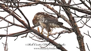 Accipiter cooperii COOPERS HAWK compilation 9084972 [upl. by Louanna]