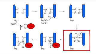 Thioredoxin reductase [upl. by Eelram]