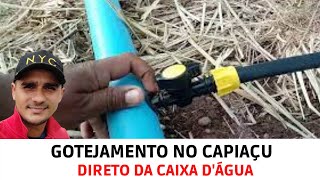 Montagem da irrigação por gotejamento no BRS CAPIAÇU Vídeo 01 [upl. by Ynney]