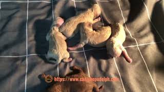 Toy poodle puppies May 2024 [upl. by Reaht887]