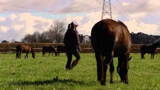 The foaling mare pre and post foaling care [upl. by Liebman]