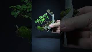 Zelkova Abeliciea short shorts shortvideo [upl. by Corette578]