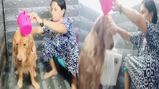 Dog bathing video  golden retriever bathing video dogbarking mom [upl. by Lemak]