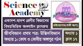 Ribosome HSC25 Botany Chapter 01 Cellular Organelle Class 17 Science Academy Kamrul Hasan Sir [upl. by Rey]