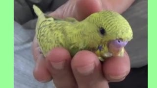 Baby Budgie Kicked out of the nest at 2 weeks old 1  Liz Kreate [upl. by Puduns58]