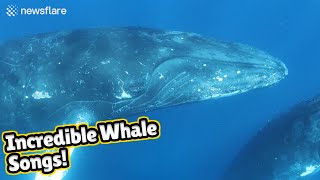 Stunning audiovisual recording of humpback whales singing [upl. by Suiramaj]