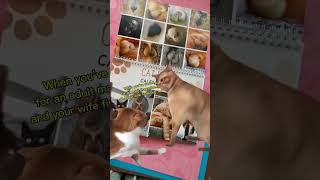 😹2025 Cat Calendar You Wont Believe These Pics 😂 [upl. by Estevan]