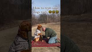 Dr Pol Reacts  The Baldest NailTrim Hack Ever 😂🐾 drpol dognailtrimhacks funnyanimals [upl. by Jew35]