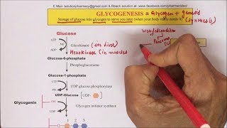 Glycogenesis  Glycogen Synthesis Pathway Part02  Synthesis of Glycogen  ग्लाइकोजन कैसे बनता है [upl. by Salsbury]