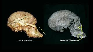 12 3 Australopithecus to Homo [upl. by Alrad513]