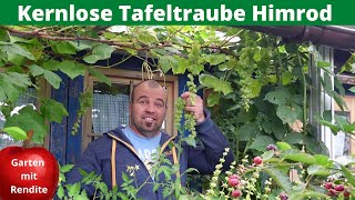 Kernlose Tafeltraube Himrod auch für Höhenlagen geeignet [upl. by Lorne]