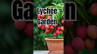 Lychee gardening new technic lychee healthyfruit nature fruitlover shorts viralvideo trending [upl. by Amersham]