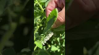 Another one hornworm bites the dust gardeningwithbarchuckin shorts [upl. by Anirtak867]