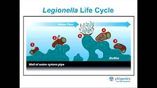 Ask the Expert  Part 1 How does Legionella form [upl. by Anirtik]