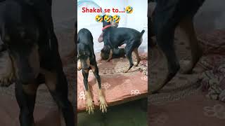 Shakal se to🤣🤣 comedy funny youtubeshorts doglover dobberman comedyjokes scooby sona dog [upl. by Olrak]