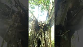 Pohon bunut  ficus virens leaf indah di alam music bonsai fypシ゚viral ngeshortsdulu satisfying [upl. by Craven]