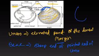 Pelecypoda part 1 [upl. by Towbin]