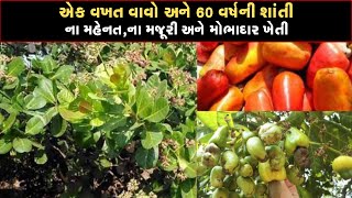 ના ખેતરે જવાની જરૂરના માવજતની llએક વખત વાવો અને 60 વર્ષ સુધી કમાણી કરો ll રોયલ ખેતીમાં રોકડી આવકll [upl. by Linneman822]