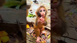 Baby Monkey with Pretty Eyes Plays and Eats a Peanut 🐒 helpingneture monkey [upl. by Ayokahs]