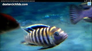 Cynotilapia Afra Cobue Cichlid aggression against Cynotilapia Afra Red Top Dwarf Cichlid [upl. by Goeselt]