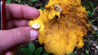 Chanterelle Look Alikes  Toxic Jack O Lantern Mushroom Identification [upl. by Aihsit]