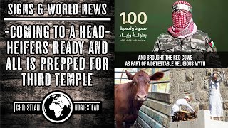 COMING TO A HEAD Red Heifers Ready amp All is Prepared for Third Temple Lets Look at the Timeline [upl. by Dalila]