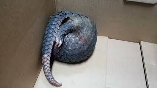 Pangolin rolling into a ball video 4k Nature Ultra HD  Natures Sweet Tales [upl. by Trillbee]