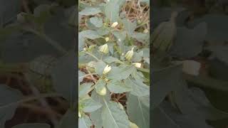 Raspberry plant shortsyoutubeshorts fruitplant growingtips [upl. by Gierc311]