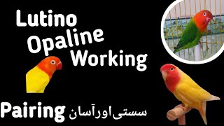 How to produce Lutino Opaline lovebird  Complete information love4birds [upl. by Tor]