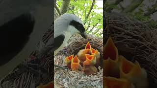 Six Hungry Mouths Long Tailed Birds Feeding Challenge p2viral trending shorts short [upl. by Adnuhsat]