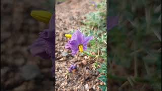 Solanum virginianum Solanaceae family nature trending garden forest gardeningforestsflower [upl. by Zusman]