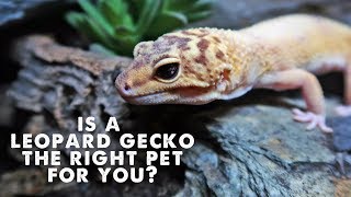 5 Reasons You Should NOT Get a Leopard Gecko [upl. by Gelasius]