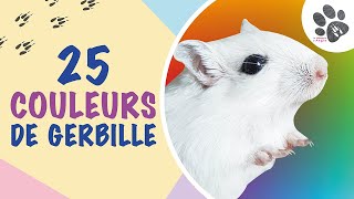 Les Couleurs De La Gerbille  25 Variétés Expliquées [upl. by Senhauser191]