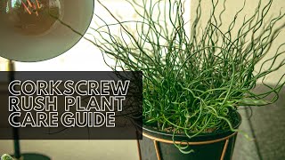 Corkscrew Rush Indoor  Outdoor Plant Care Guide For Beginners [upl. by Ob]