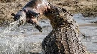 Hippopotamus attack crocodile animal planet Nature documentary Discovery channel documentaries [upl. by Sitra]