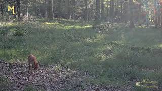 Le Renard de NANTEAU sur LUNAIN partie 2 [upl. by Namie]