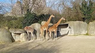 Giraffa camelopardalis  Linnaeus 1758  Giraffidae  Girafe girafe du Nord caméléopard [upl. by Leunamesoj]